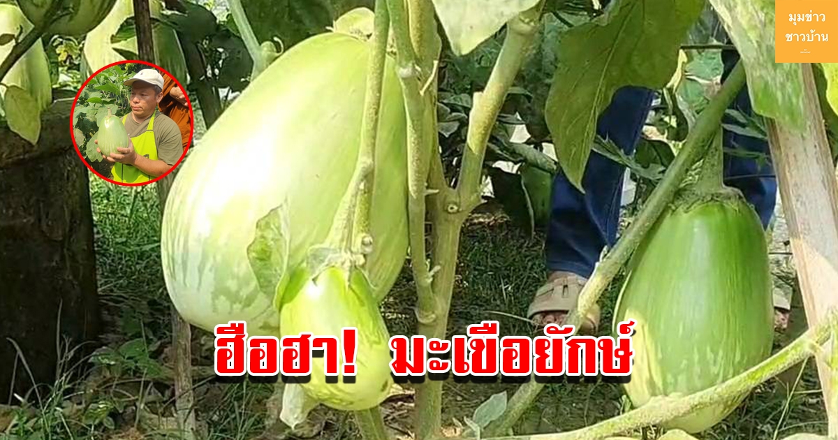 ฮือฮา มะเขือเปราะยักษ์ ลูกเท่าหัวคนหนักร่วม 2 กิโล