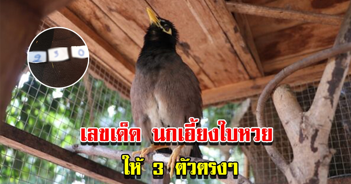 เลขเด็ด นกเอี้ยงใบ้หวย ให้ 3 ตัวตรง