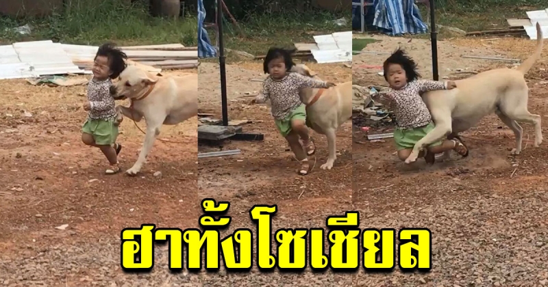 ฮาทั้งโซเชียล เด็กหญิงเล่นกับสุนัขตัวใหญ่ กลิ้งไม่เป็นท่า ทั้งฮาทั้งสงสาร