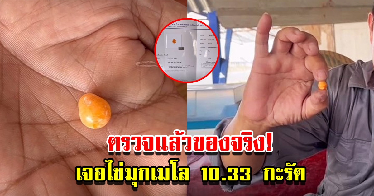 หนุ่มเฮลั่น เจอไข่มุกเมโล 10.33 กะรัตในหอยกระโจงโดง ตรวจสอบแล้วของจริง