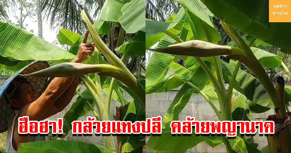 ฮือฮา กล้วยแทงปลี ชูคอออกมาคล้ายพญานาค
