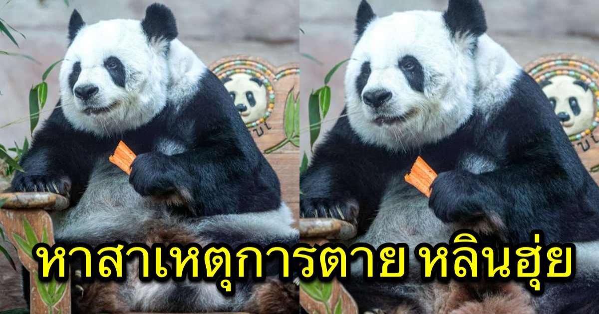 จีนเตรียมร่วมหาสาเหตุการตายของแพนด้ายักษ์ หลินฮุ่ย