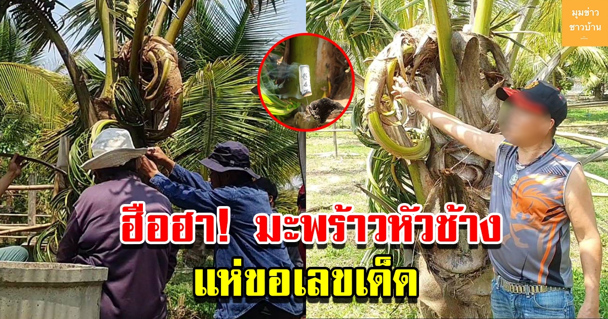 ชาวบ้านฮือฮา มะพร้าวหัวช้าง แห่ขอโชคได้เลขเด็ดสมใจ