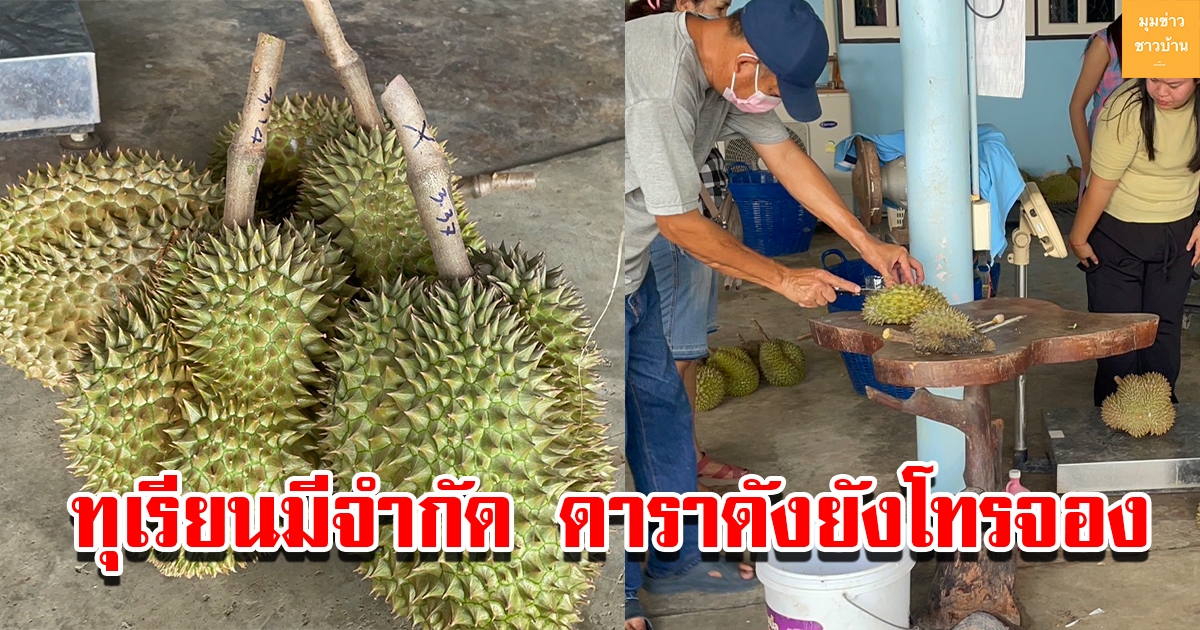 นักชิมทุเรียนสุดเศร้า อดชิมความอร่อยทุเรียนหนองเสือที่มีจำกัด แม้กระทั่งดาราดังยังโทรมาสั่งจอง