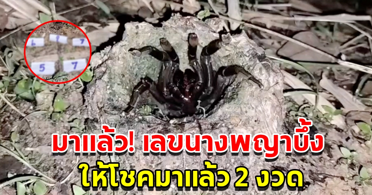 มาแล้ว เลขเด็ดนางพญาบึ้ง งวดนี้ให้เน้นๆ หลังให้โชคมาแล้ว 2 งวด