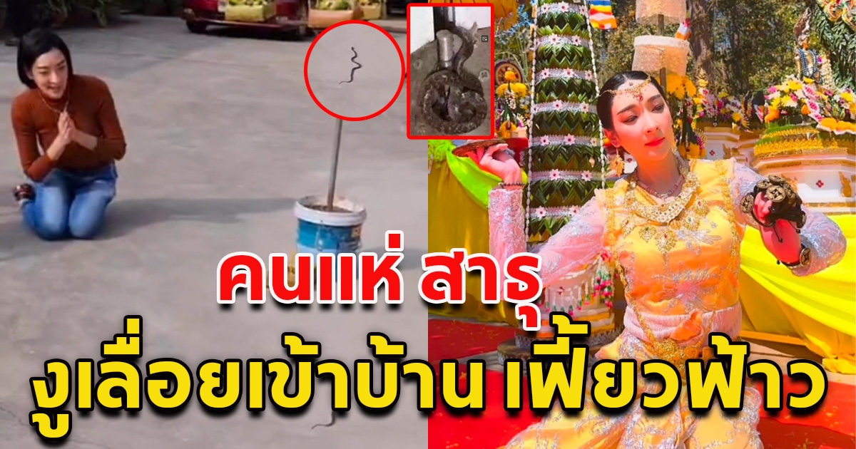 ปาฏิหาริย์ งูคดเป็นรูปองค์พญานาค ในบ้าน เฟี้ยวฟ้าว คอหวยแห่สาธุ