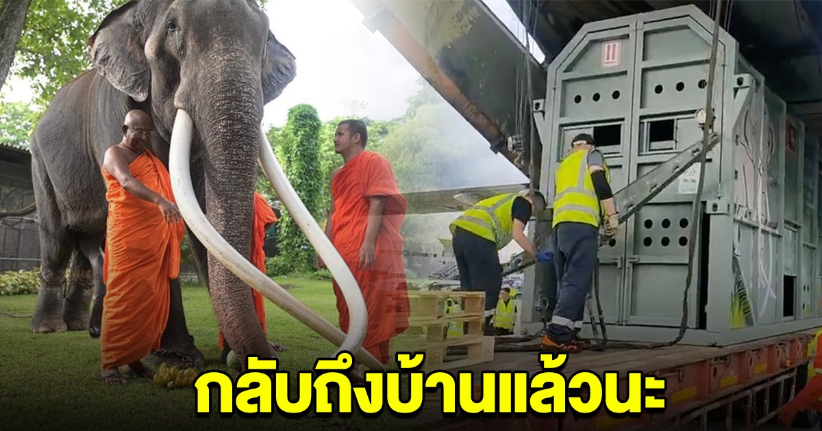 กลับถึงไทยแล้ว พลายศักดิ์สุรินทร์ ช้างไทยสัตว์คู่บ้านคู่เมือง