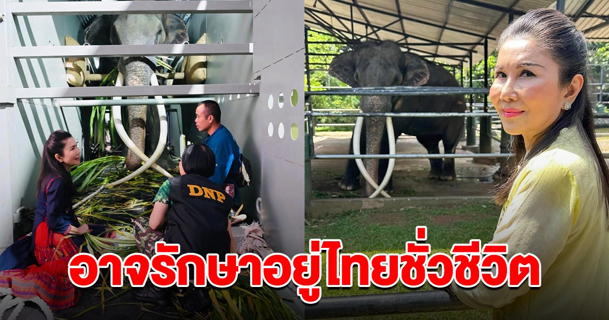 คุณกัญจนา เผย พลายศักดิ์สุรินทร์ อาจต้องรักษาอยู่ที่แผ่นดินไทยชั่วชีวิต