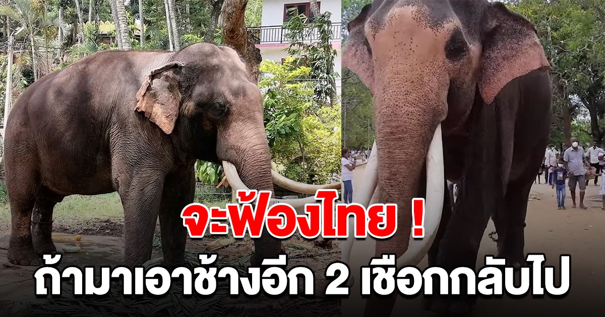 อดีตผู้นำวัดที่ศรีลังกา เตรียมฟ้องไทย หากมาเอาช้างอีก 2 เชือกกลับไป