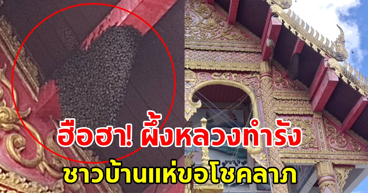 ฮือฮา ผึ้งหลวงทำรังหน้าบันวิหารวัดจำไก่ ชาวบ้านแห่ขอโชคลาภ
