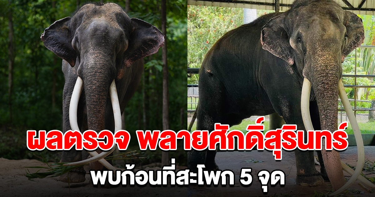 เผยผลตรวจ พบก้อนที่สะโพก พลายศักดิ์สุรินทร์ 5 จุด