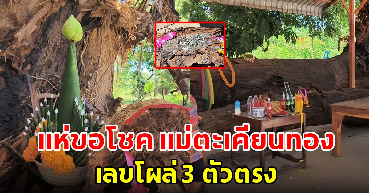 แห่ขอโชค แม่ตะเคียนทอง อายุกว่า 150 ปี เลขโผล่ 3 ตัวตรง