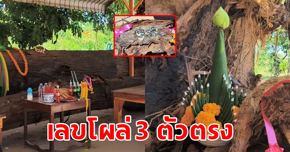 แห่ขอโชคแม่ตะเคียนทอง อายุกว่า 150 ปี เลขโผล่ 3 ตัวตรง