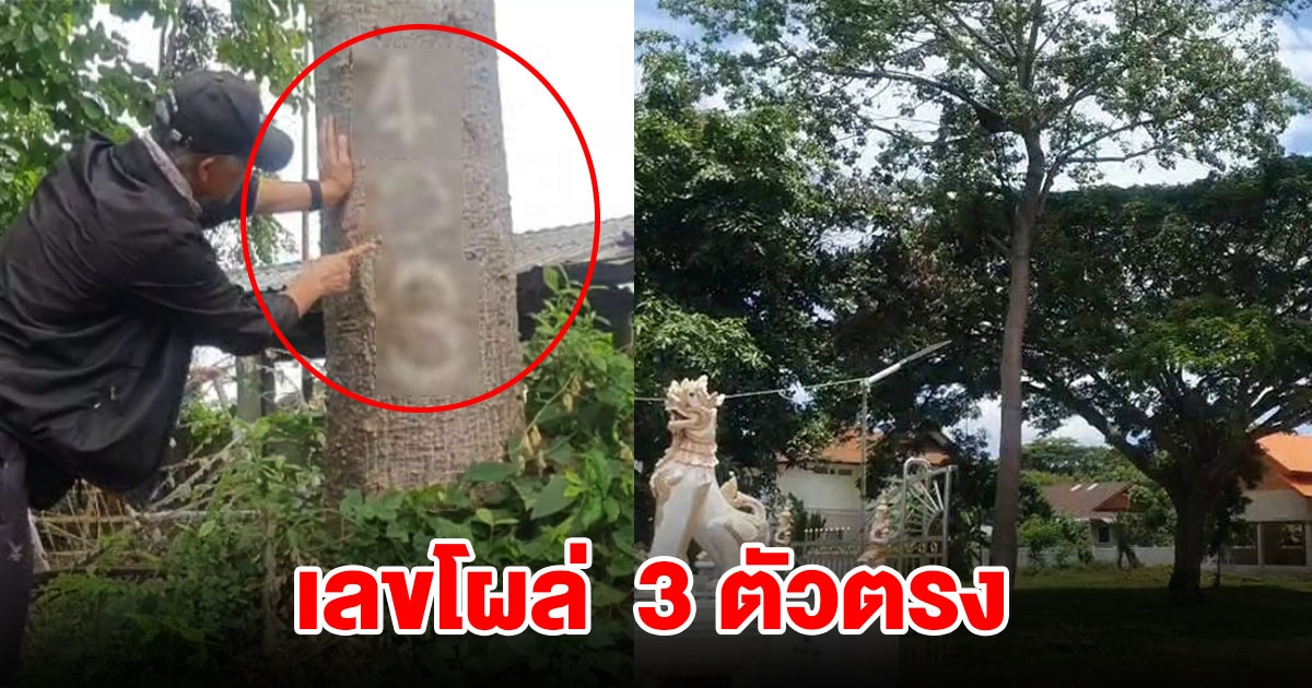 ฮือฮา ผึ้งหลวงป่าทำรังบนต้นงิ้วหนาม เลขโผล่ 3 ตัวตรง