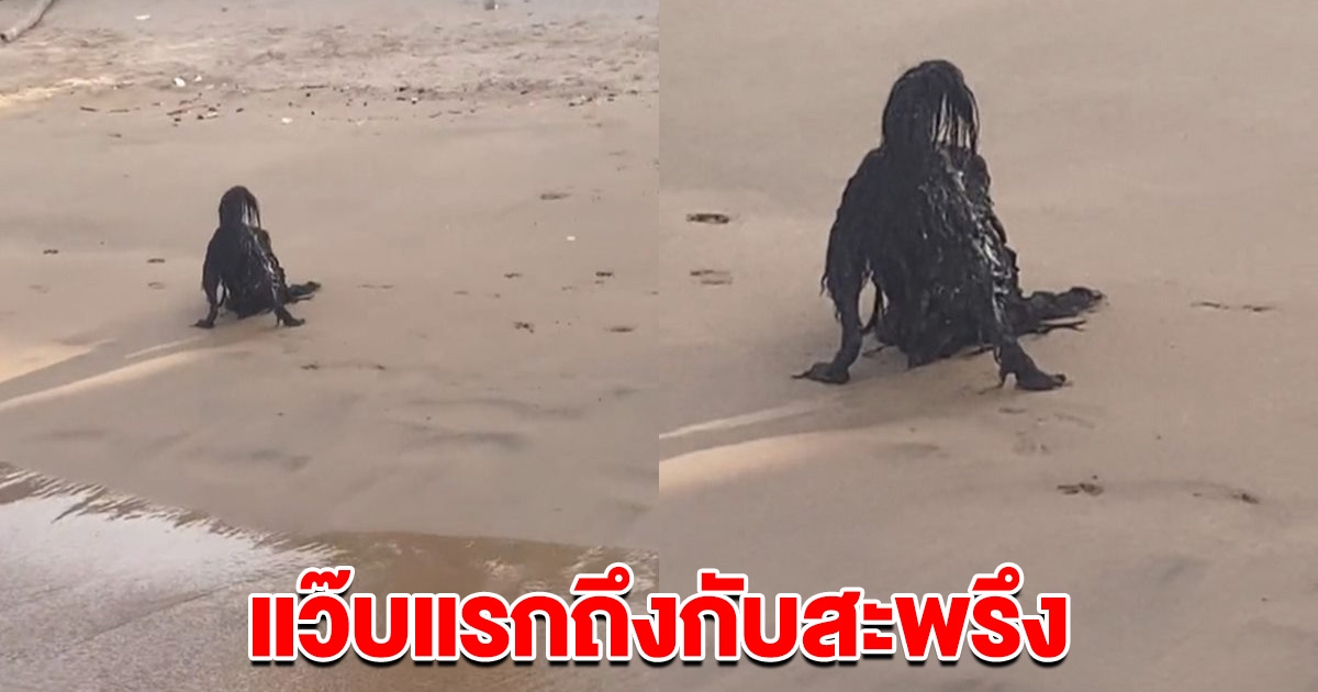 สะพรึงทั้งโซเชียล  สัตว์ประหลาดริมชายหาด พอซูมดูชัดๆถึงกับร้องลั่น