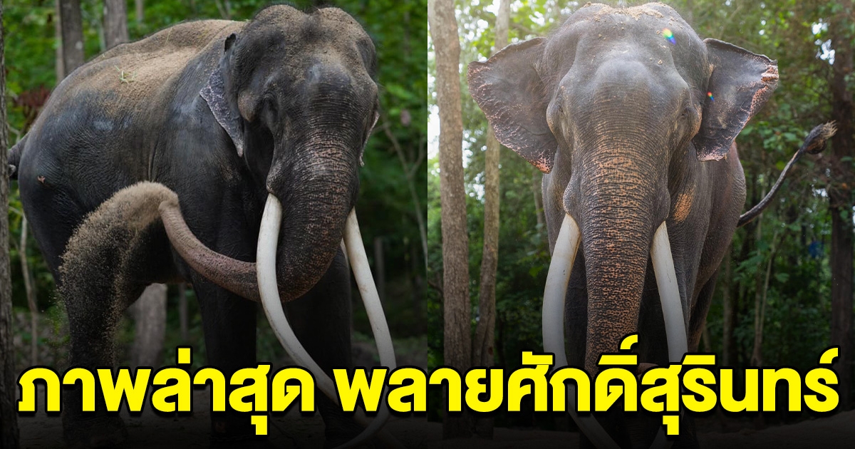 ภาพล่าสุด พลายศักดิ์สุรินทร์ หลังพากลับไทย สง่างามมาก