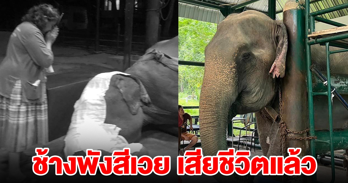 สุดเศร้า ช้างพังสีเวย วัย 65 ปี เสียชีวิตแล้ว