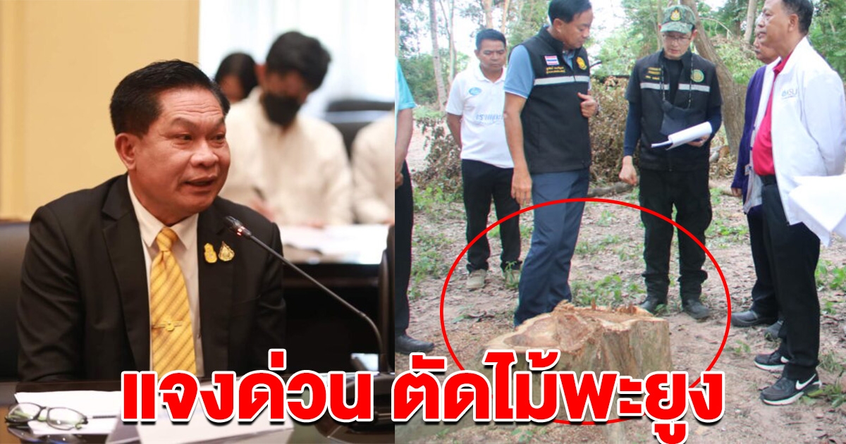 เลขาฯ สพฐ. ออกโรงจี้ สพป.กาฬสินธุ์ แจงข้อเท็จจริงตัด ไม้พะยูง ด่วน