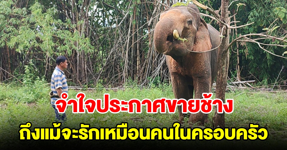 จำใจประกาศขายช้าง 1 ล้าน ถึงแม้จะรักเหมือนคนในครอบครัว ล่าสุดเจ้าอาวาสวัดตกลงซื้อแล้ว