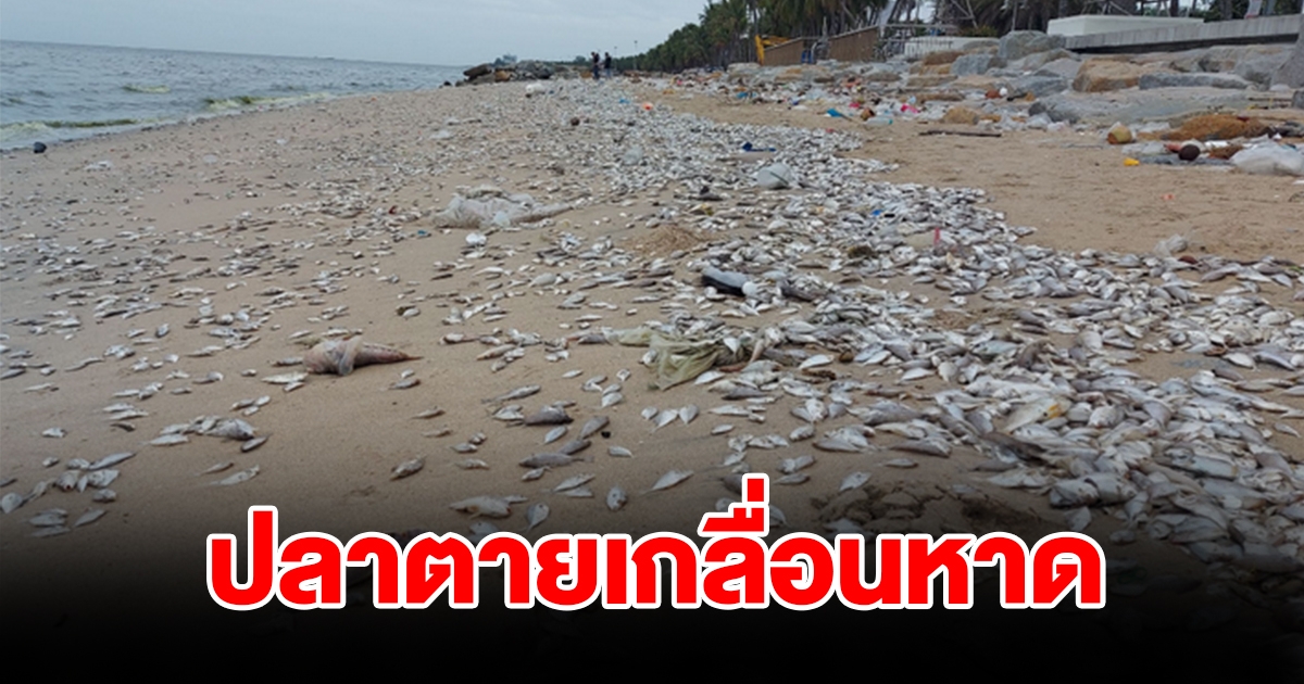 ปลาจำนวนมากตายเกลื่อนหาด ด้านนักวิจัยทางทะเลเผยสาเหตุ