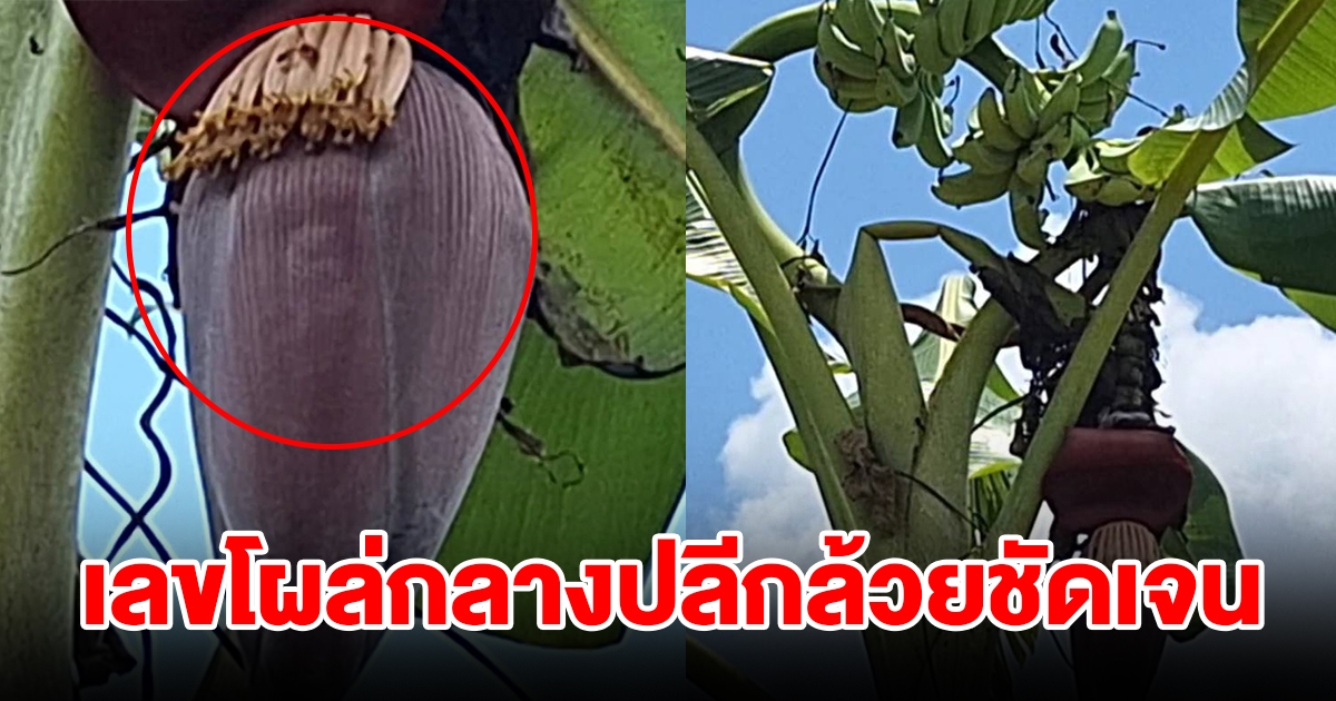 แตกตื่นกันทั้งสวน พบต้นกล้วยแปลกคล้ายพญานาค พบเลขโผล่กลางปลีกล้วย เชื่อมาให้โชค