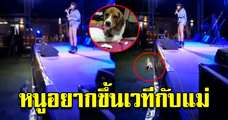 วิถีแม่ลูกอ่อน เจ้าบีเกิ้ลร้องตามเจ้าของ หลังขึ้นร้องเพลงบนเวที
