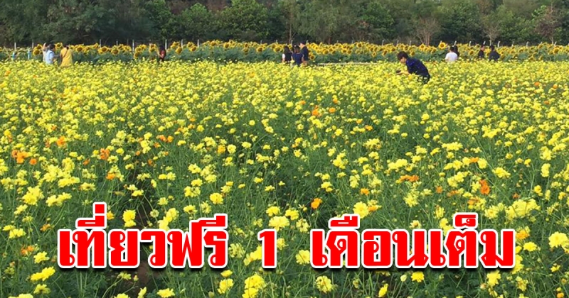 ไม่เสียค่าใช้จ่าย โคราชจัดใหญ่ เปิดสวนเกษตร สวนดอกไม้ ให้ชมฟรี 1 เดือนเต็ม