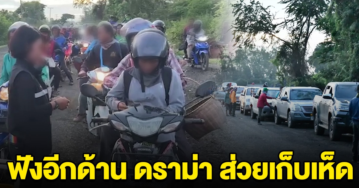 ฟังอีกด้าน ดราม่า ส่วยเก็บเห็ด ป่าชุมชน เผย คนต่างถิ่นแห่มาเก็บ