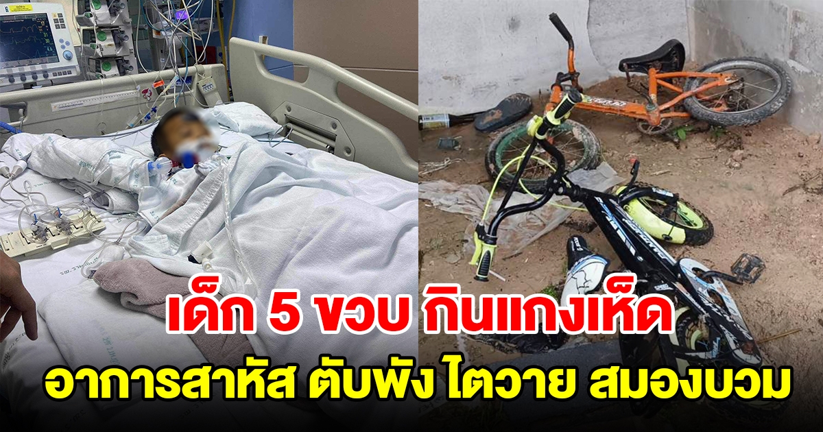 ยายไม่รู้เห็ดพิษ เด็ก 5 ขวบ ซดแกงเกลี้ยง ตื่นเช้าเข้าไอซียู ตับพัง ไตวาย สมองบวม อาการสาหัส