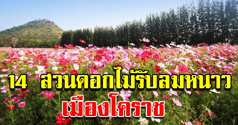 14 สวนดอกไม้รับลมหนาว เมืองโคราช สิ้นปีนี้ ต้องไปเยือนให้ได้