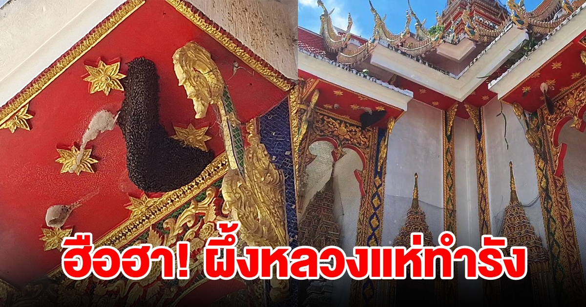 ฮือฮา ผึ้งหลวงแห่ทำรังอุโบสถกระจกแก้วจตุรทิศ วัดสันกลาง กว่า 10 รัง