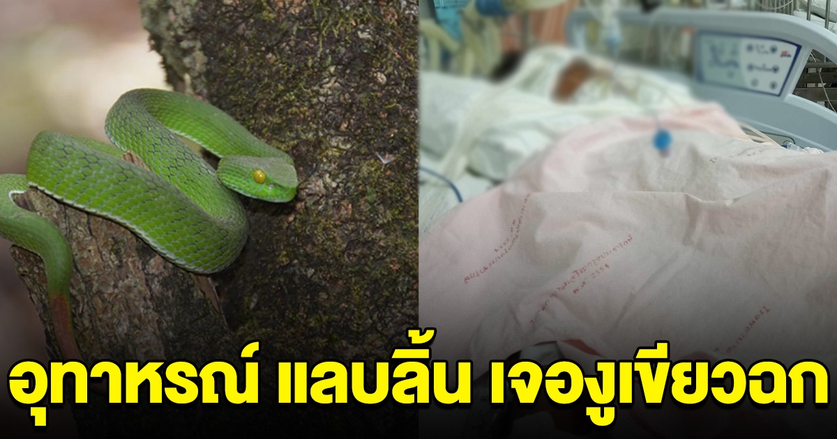 อุทาหรณ์ เด็กเล่นแลบลิ้น เจองูเขียวหางไหม้ฉก