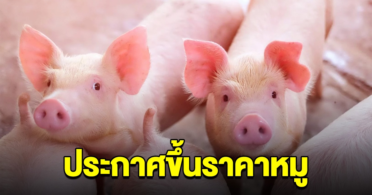 สหกรณ์เลี้ยงหมู ประกาศขึ้นราคาเนื้อหมู มีผลพรุ่งนี้