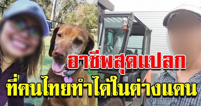 อาชีพรับจ้างสุดแปลก ที่คนไทยทำได้ในออสเตรเลีย
