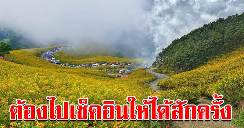 หนาวนี้ ที่ทุ่งดอกบัวตอง บานสะพรั่งเหลืองอร่าม ทั่วม่อนดอย