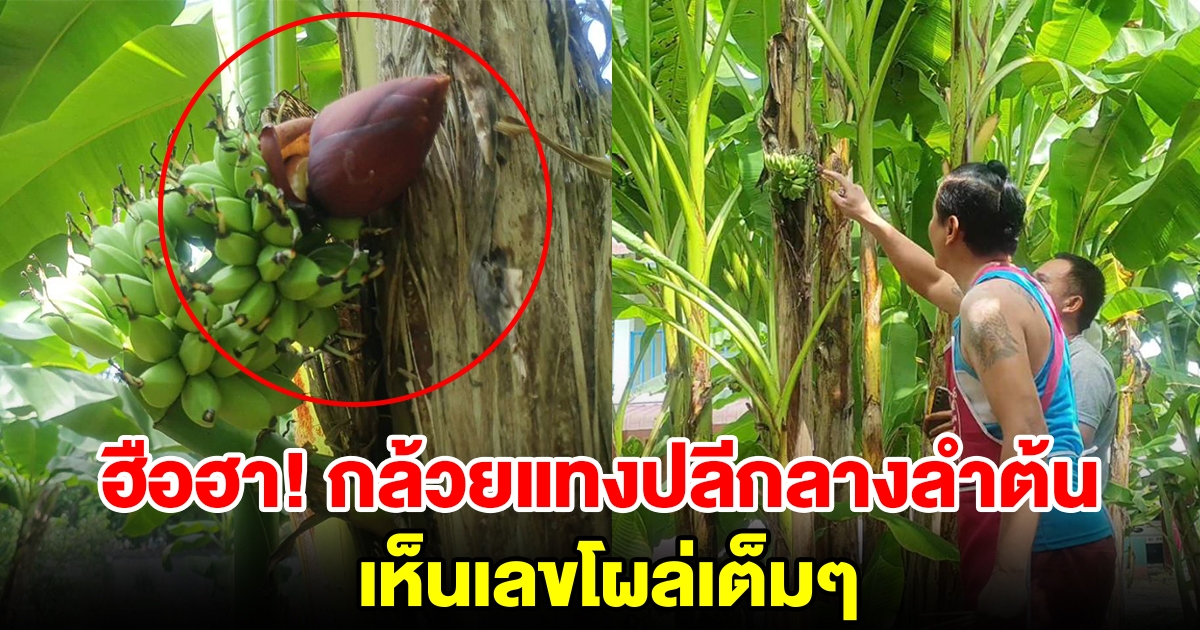 กล้วยแทงปลีออกเครือกลางลำต้น เชื่อเจ้าที่มาให้โชค เลขโผล่เต็มๆ