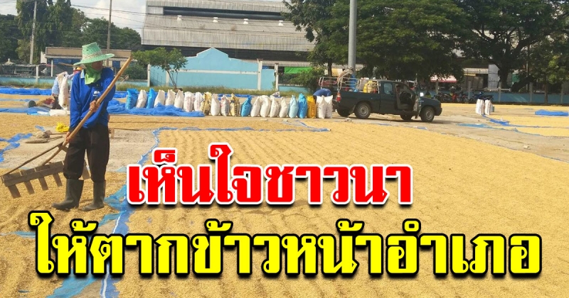 ผู้ว่าโคราชเร่งช่วยเหลือชาวนา เปิดพื้นที่ทุกอำเภอ ให้ชาวบ้านนำข้าวมาตากได้