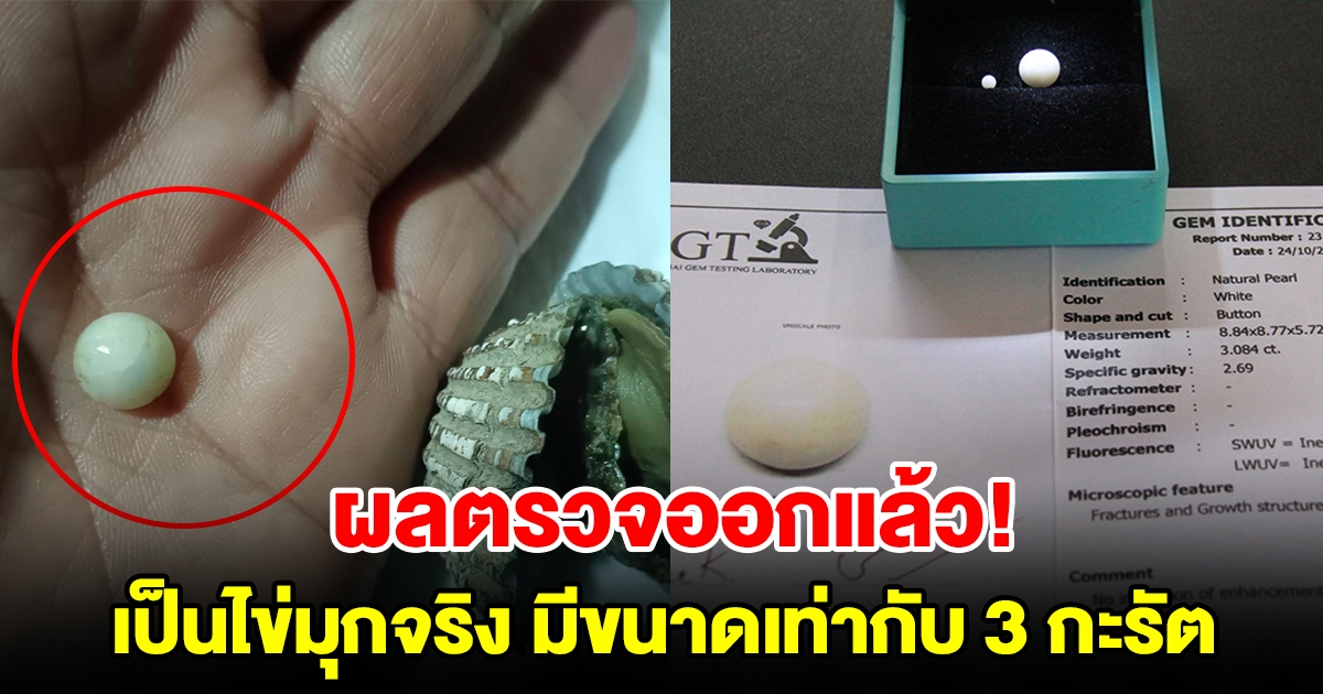 ผลการส่งตรวจพิสูจน์ออกแล้ว พบว่าเป็นไข่มุกจริง มีขนาดเท่ากับ 3 กะรัตกว่า