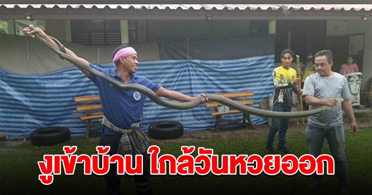 ยายวิ่งสุดชีวิต เจอจงอางยักษ์เลื้อยเข้าบ้าน ใกล้วันหวยออก
