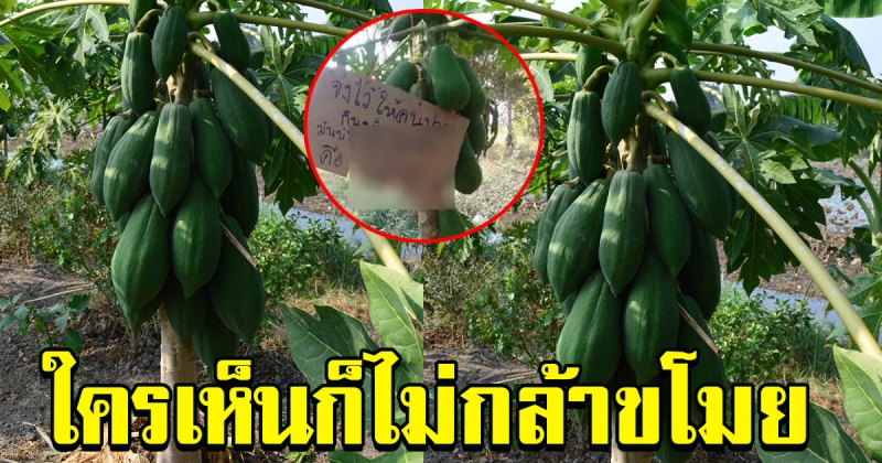 หนุ่มปลูกมะละกอไว้ แต่สังเกตุเห็นมะละกอหายไปทุกวัน ตัดสินใจเขียนป้ายติดไว้