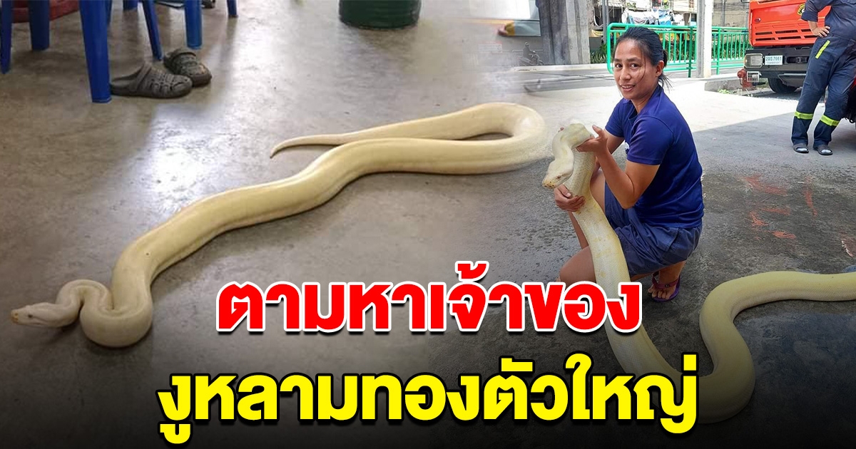 ประกาศตามหาเจ้าของ งูหลามทอง ตัวใหญ่มาก