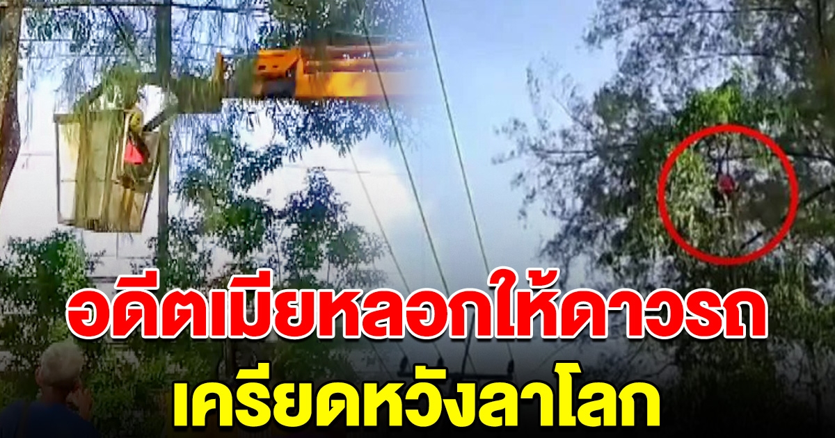 หนุ่มเครียดหนัก อดีตภรรยาหลอกดาวน์รถ ปีนต้นไม้หวังลาโลก