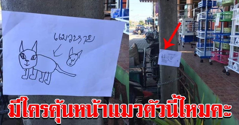 หนูน้อย ประกาศตามหาน้องแมวหายออกจากบ้าน