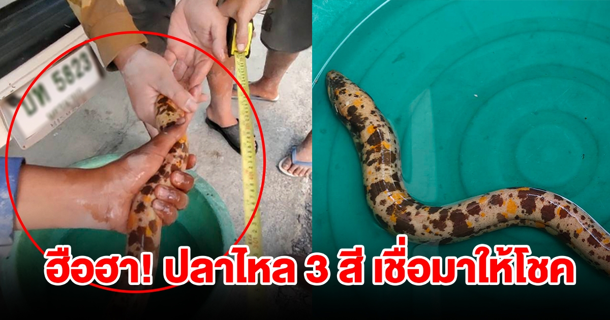 ชาวบ้านเจอปลาไหล 3 สี เกิดมาไม่เคยเจอ เชื่อมาให้โชค