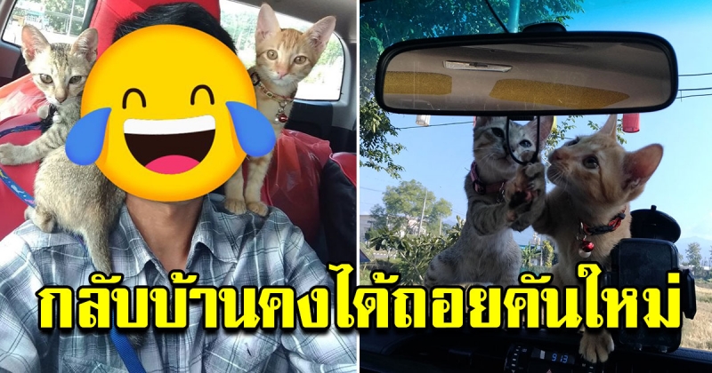 หนุ่มพาแมว 2 ตัวขึ้นรถ กลับบ้านคงได้ถอยคันใหม่