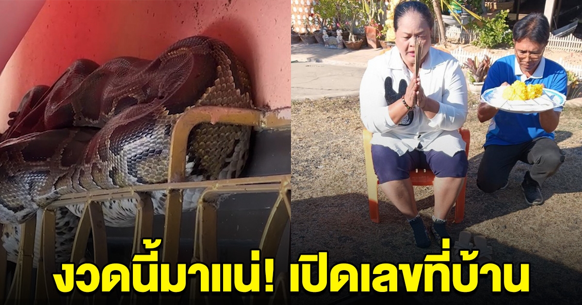 งวดนี้มาแน่ ป้าฝันเห็นพ่อแม่เอาข้าวมาให้ ตื่นเช้าเจองูเหลือมนอนขดในบ้าน กู้ภัยมาจับสตาร์ตรถไม่ติด เผยเลขที่บ้าน