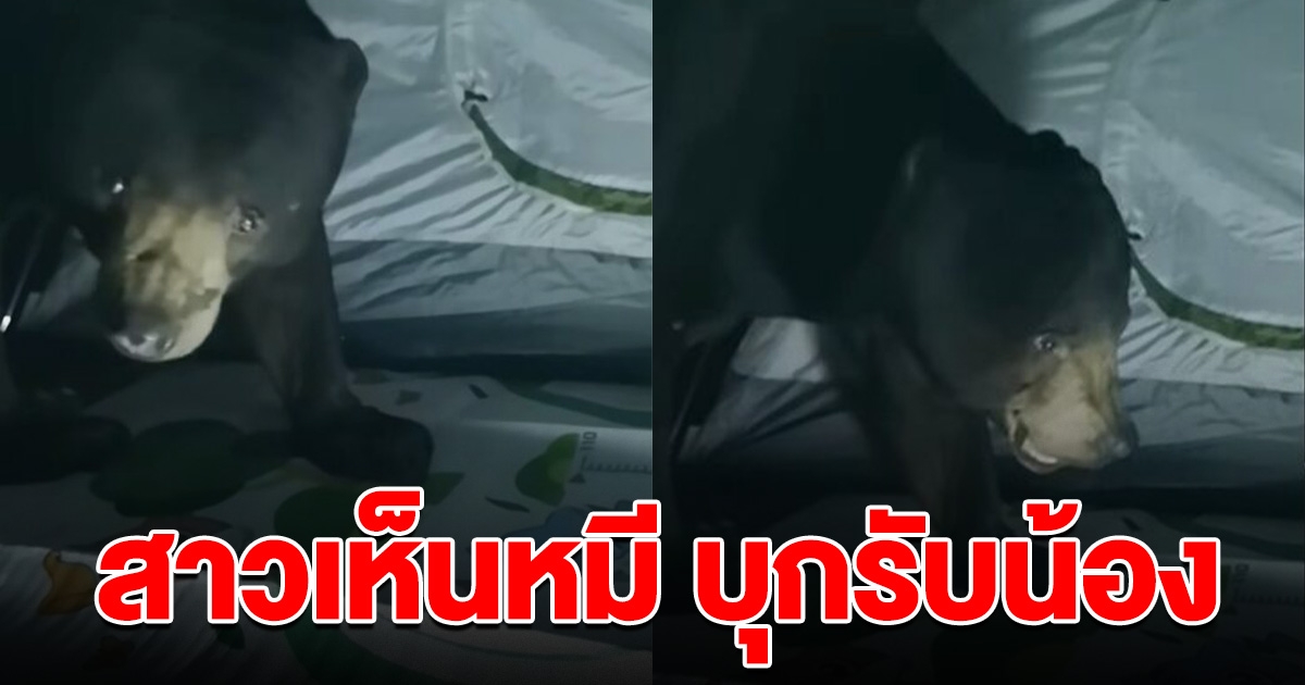 สาวเห็นหมี บุกเข้ามาในเต็นท์ หลังหัดแคมป์ปิ้ง ชาวเน็ตเตือนระวัง อย่าทำเป็นเล่น