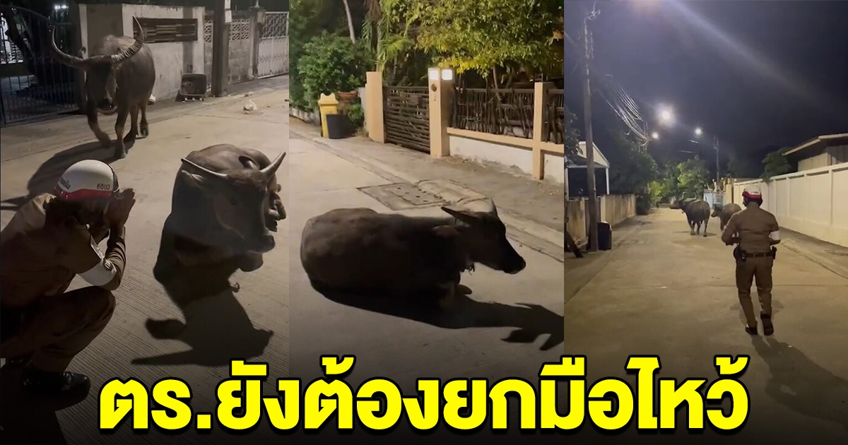 ตำรวจยกมือไหว้ควาย ถึงยอมลุกหนี หลังตกใจเสียงพลุ นอนขวางถนน