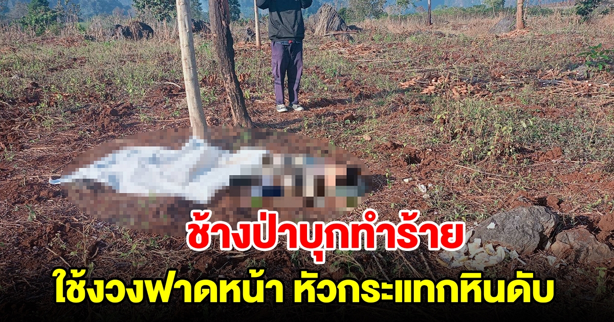 ลุงเคราะห์ร้ายกำลังขุดมัน เจอช้างป่าบุกใช้งวงฟาดหน้าหัวกระแทกหินดับ เมียรอดหวุดหวิด