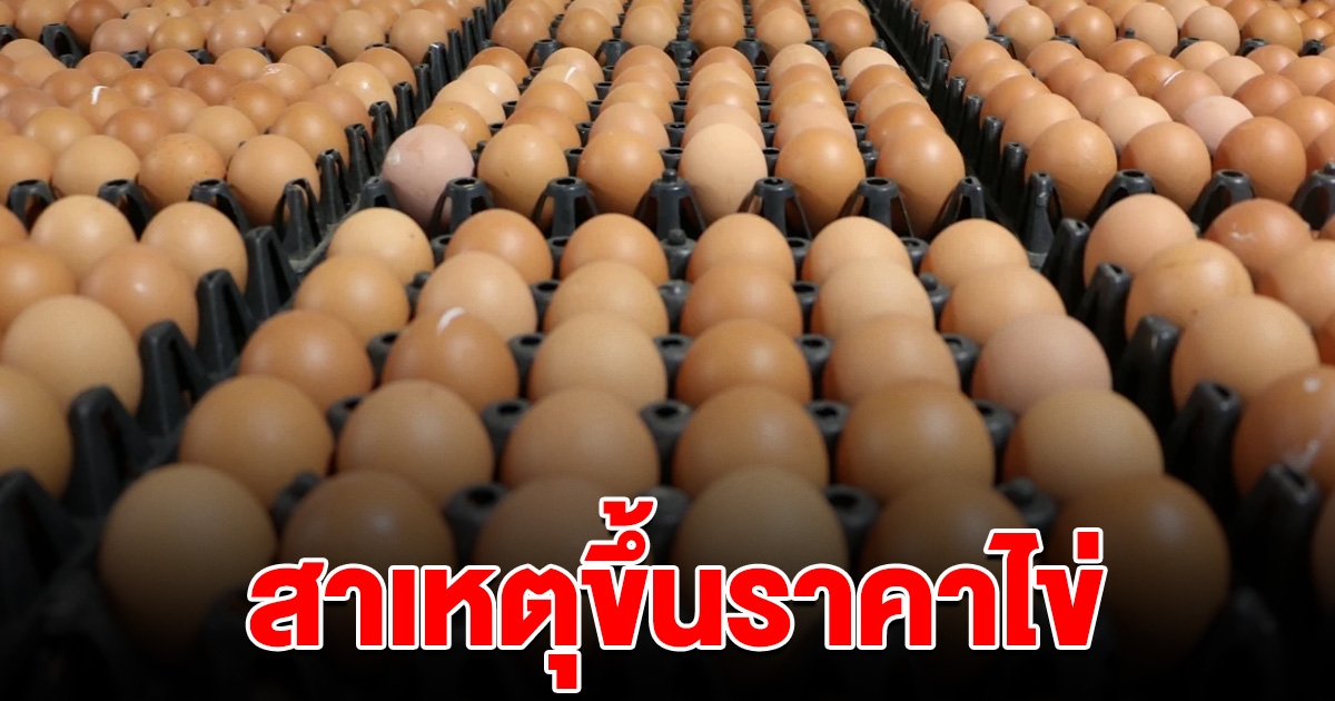 ฟาร์มไข่ เผย ขึ้นราคาไข่ไก่ เพราะหมดนโยบายลดค่าไฟ